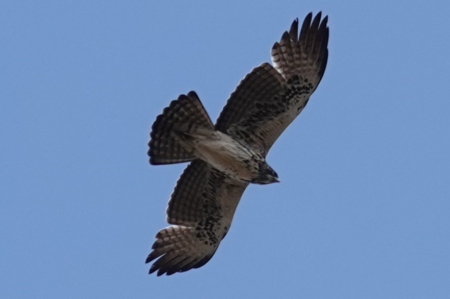 Ayres's Hawk-Eagle - ML637451940