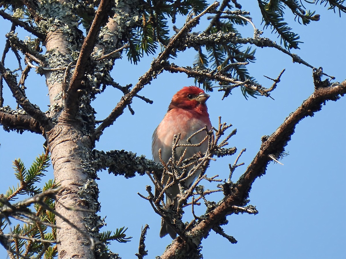 Purple Finch - ML637451958
