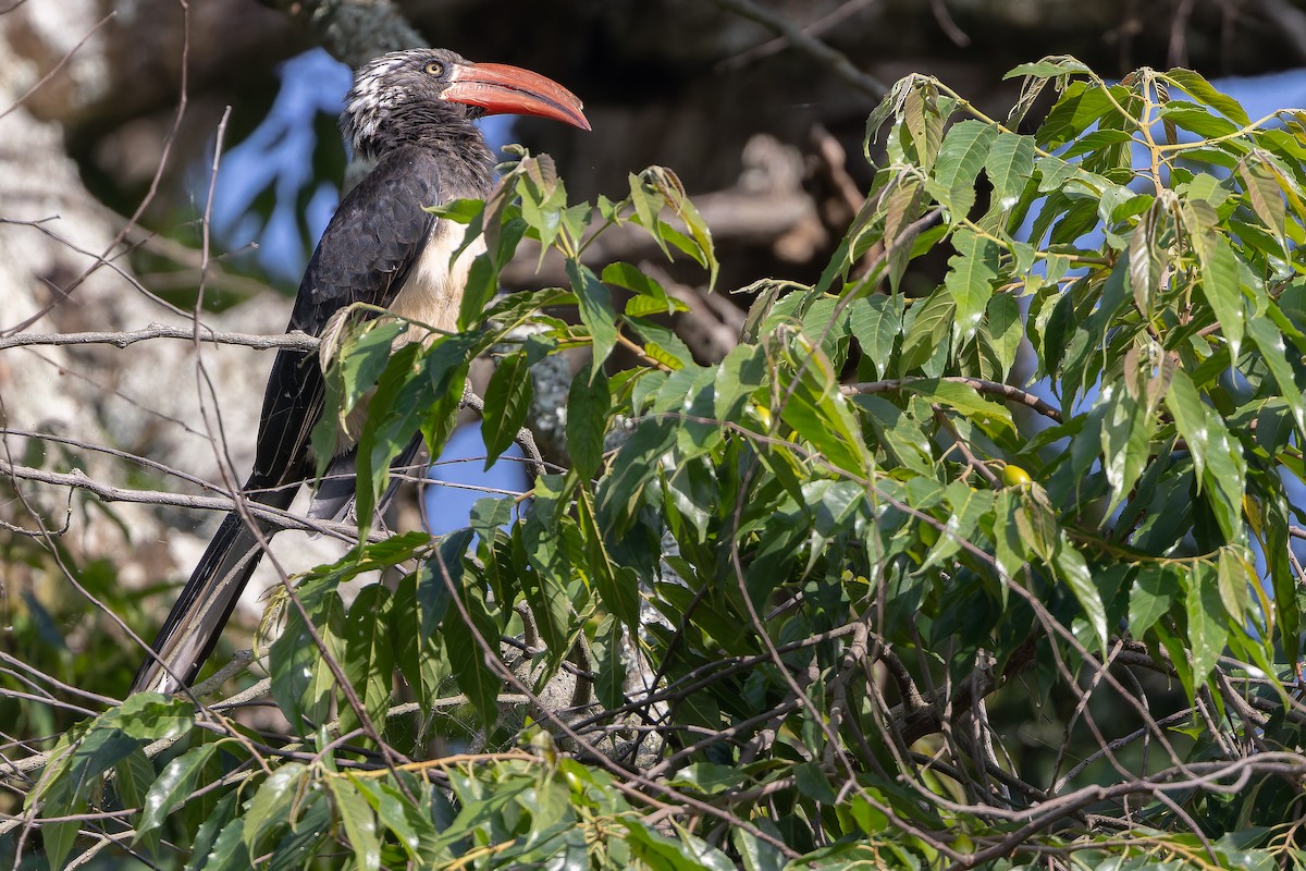 Crowned Hornbill - ML637451969