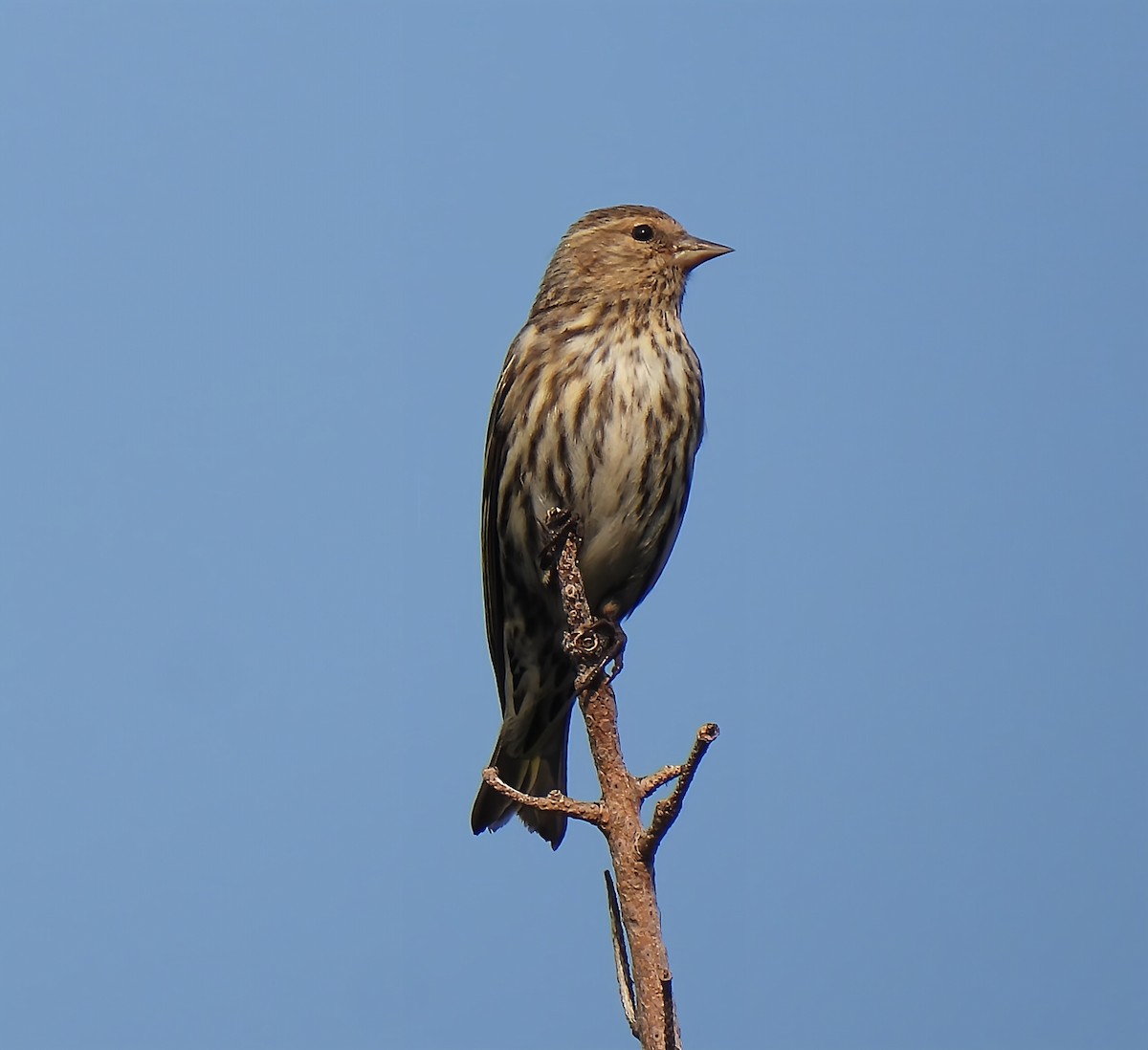 Pine Siskin - ML637451988