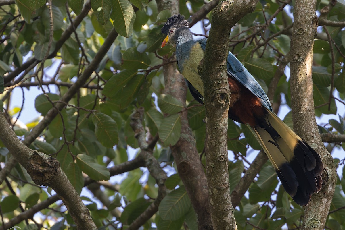 Great Blue Turaco - ML637451992