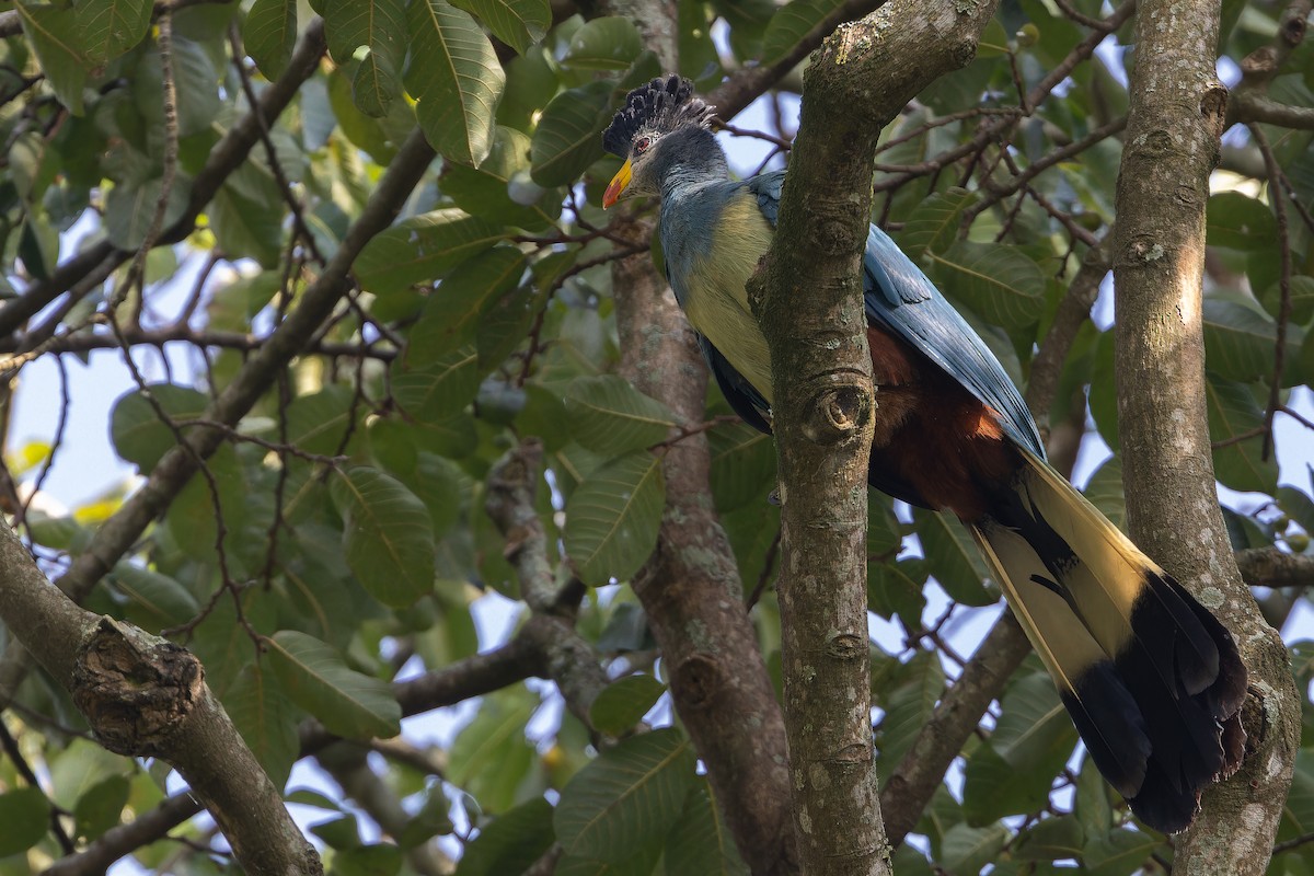Great Blue Turaco - ML637451995