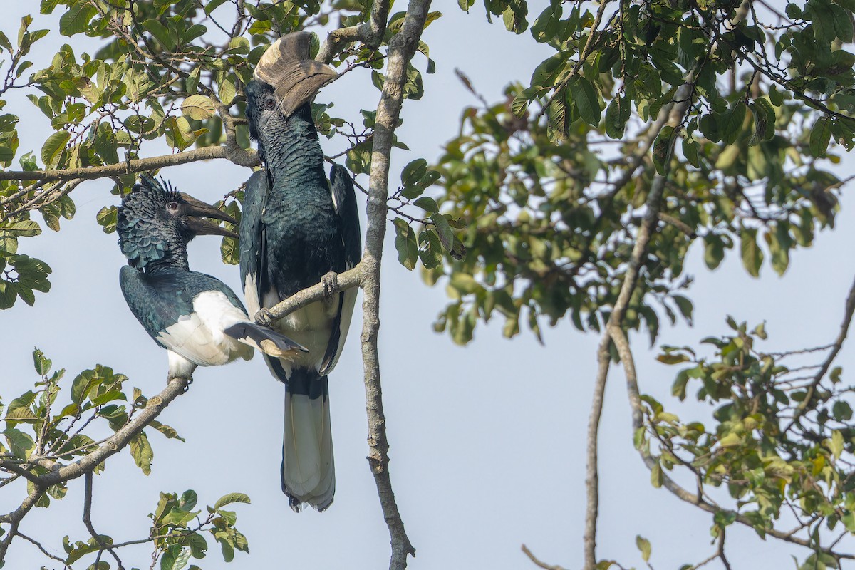 Grauwangen-Hornvogel - ML637452002