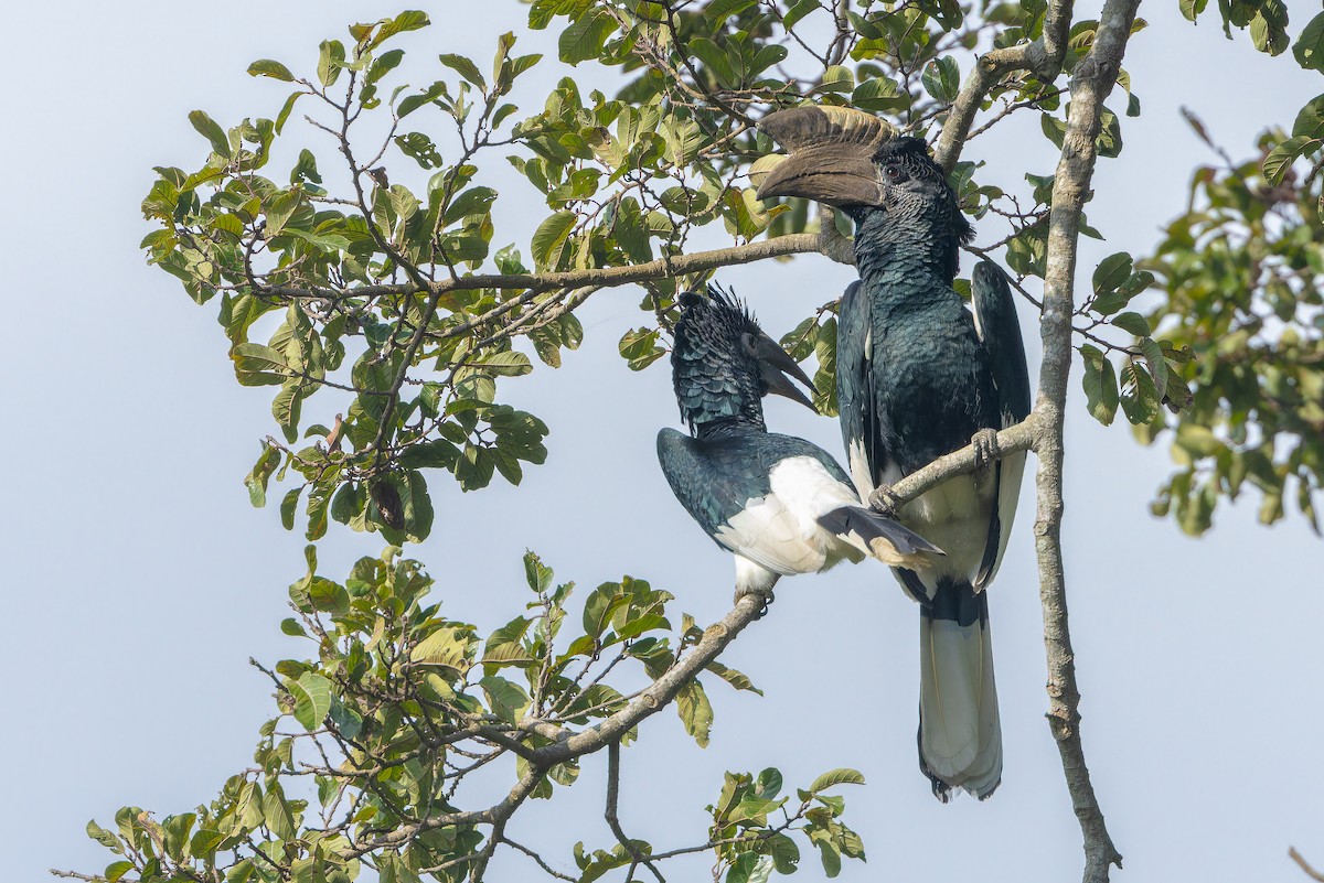 Grauwangen-Hornvogel - ML637452003