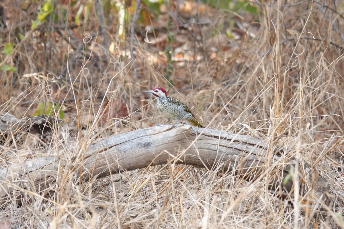 Bennett's Woodpecker - ML637452029
