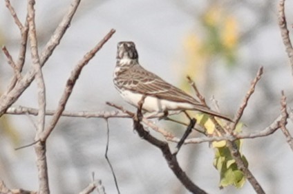 Dusky Lark - ML637452049