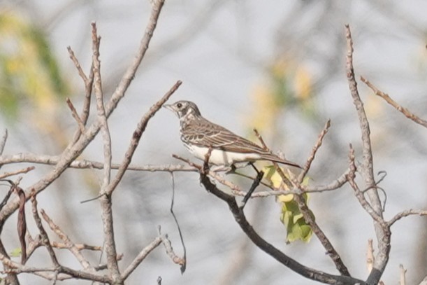 Dusky Lark - ML637452050