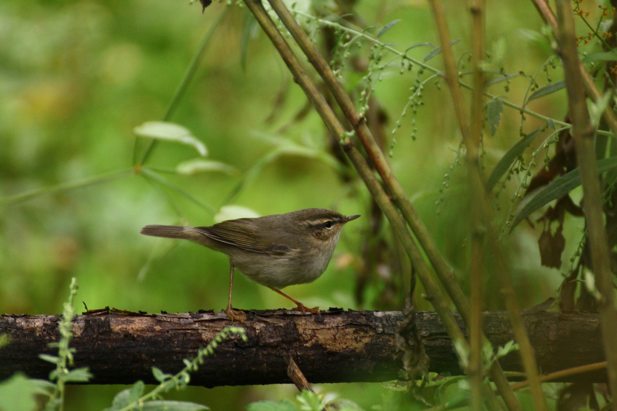 Dusky Warbler - ML637452061