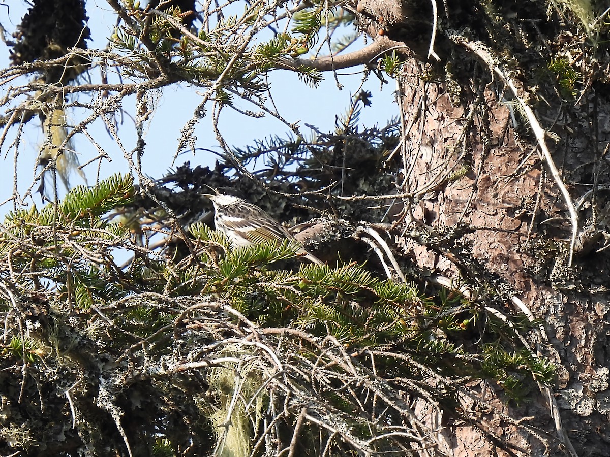 Blackpoll Warbler - ML637452068