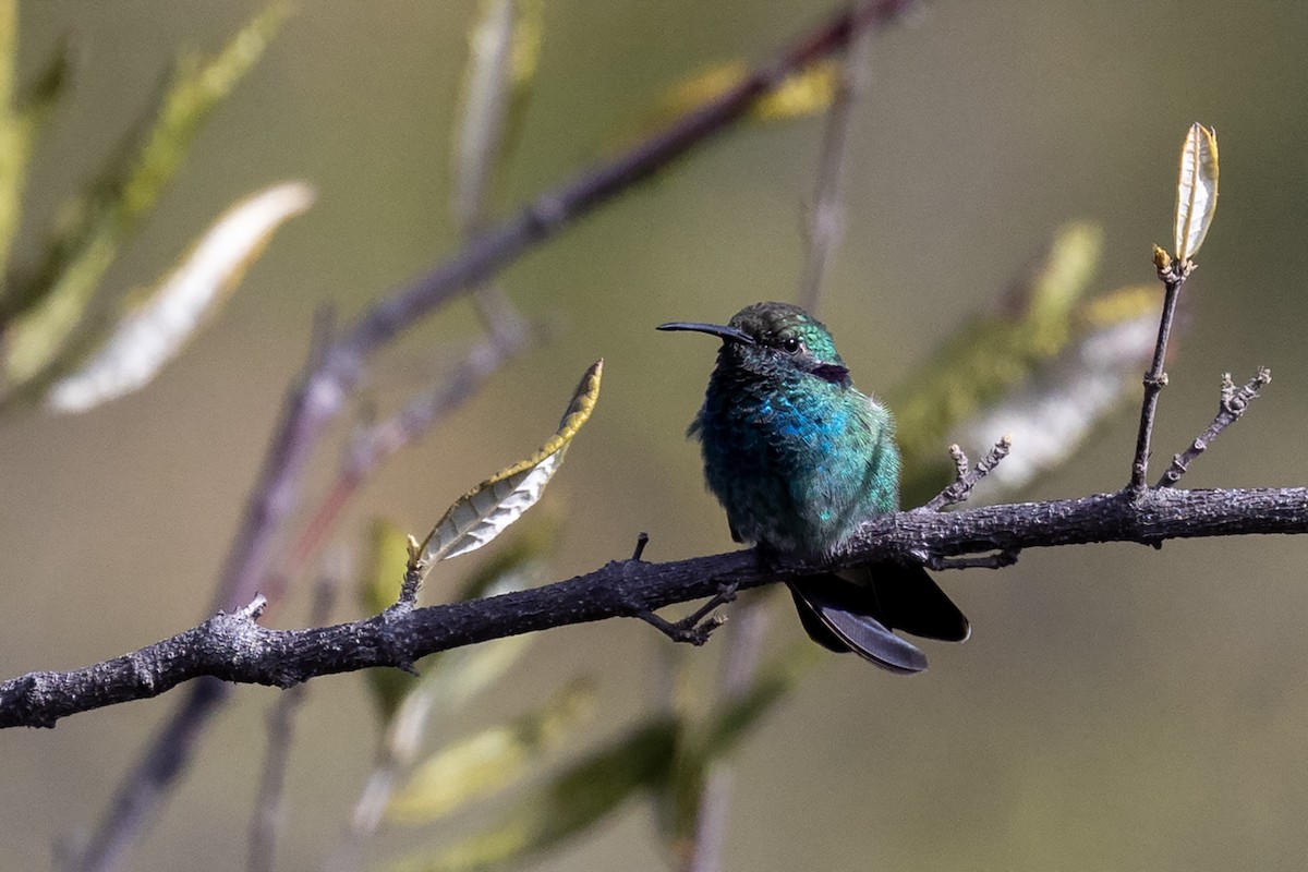 White-vented Violetear - ML637452078
