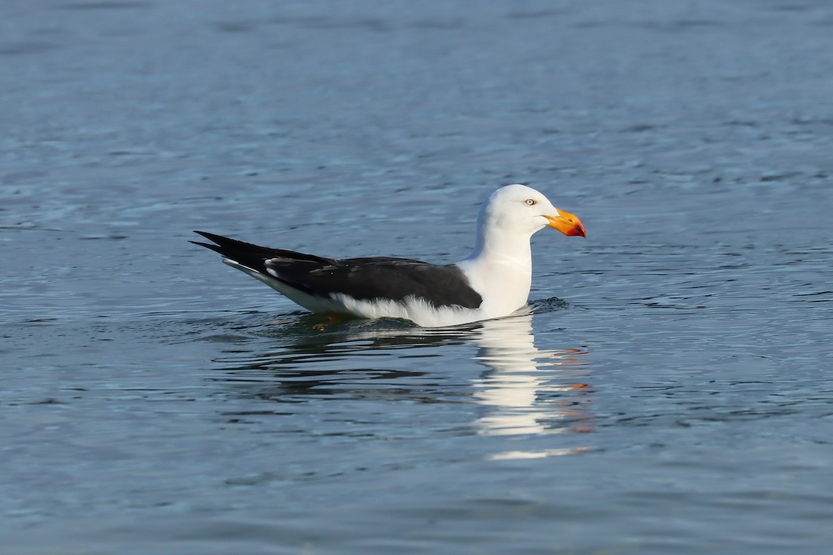 Dickschnabelmöwe - ML637452087