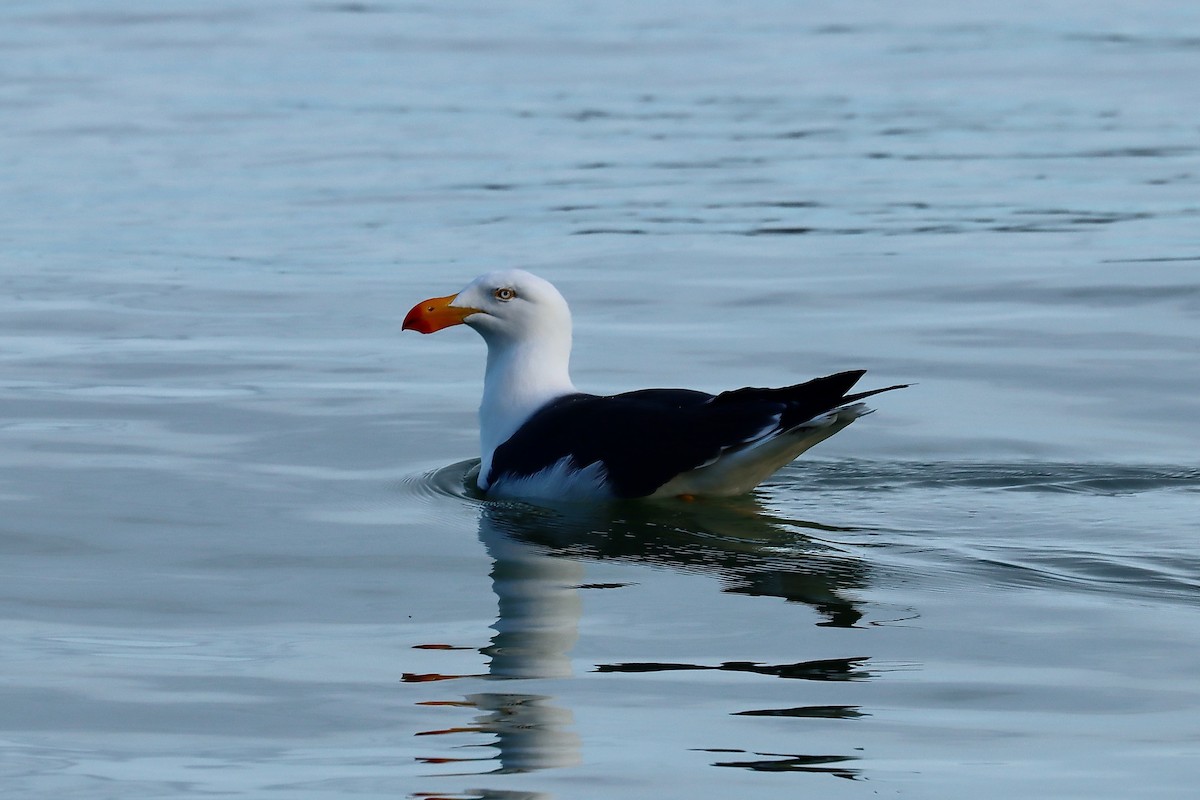 Dickschnabelmöwe - ML637452088