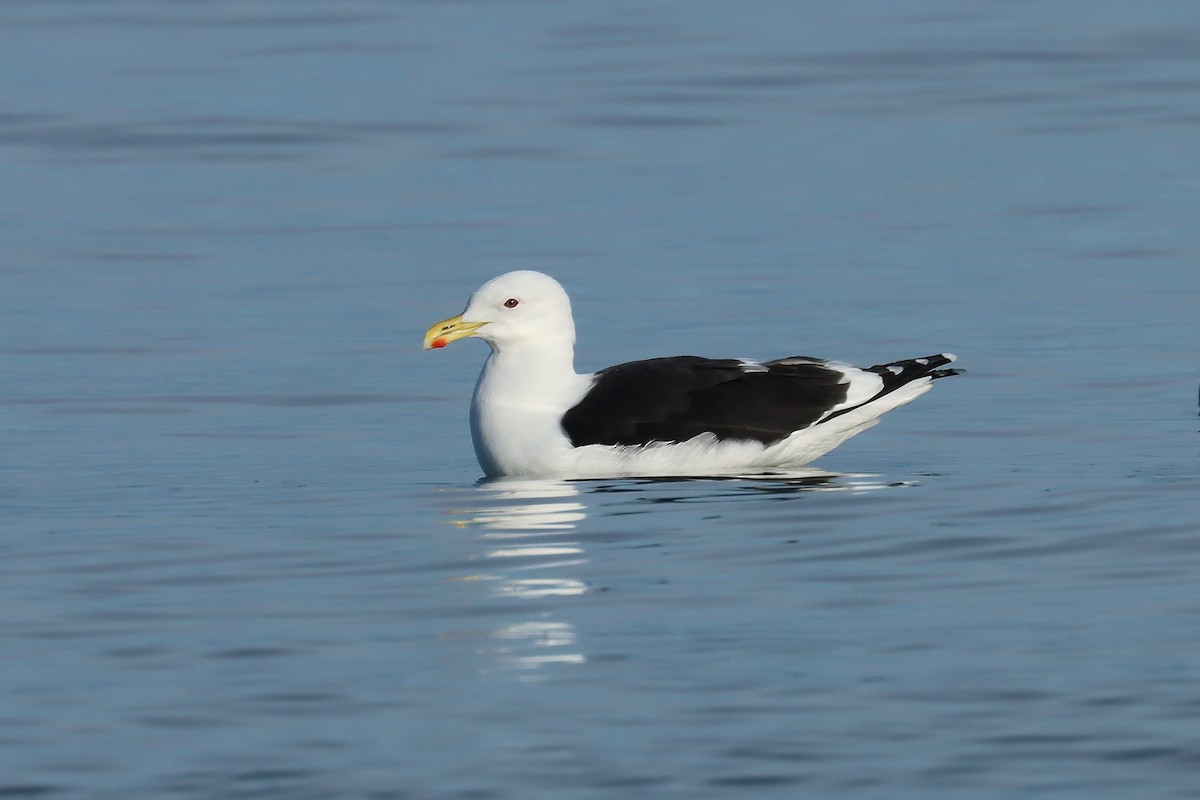 Dominikanermöwe - ML637452099