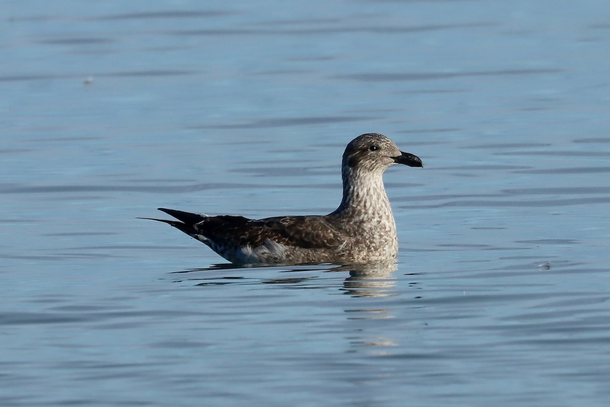 Dominikanermöwe - ML637452100