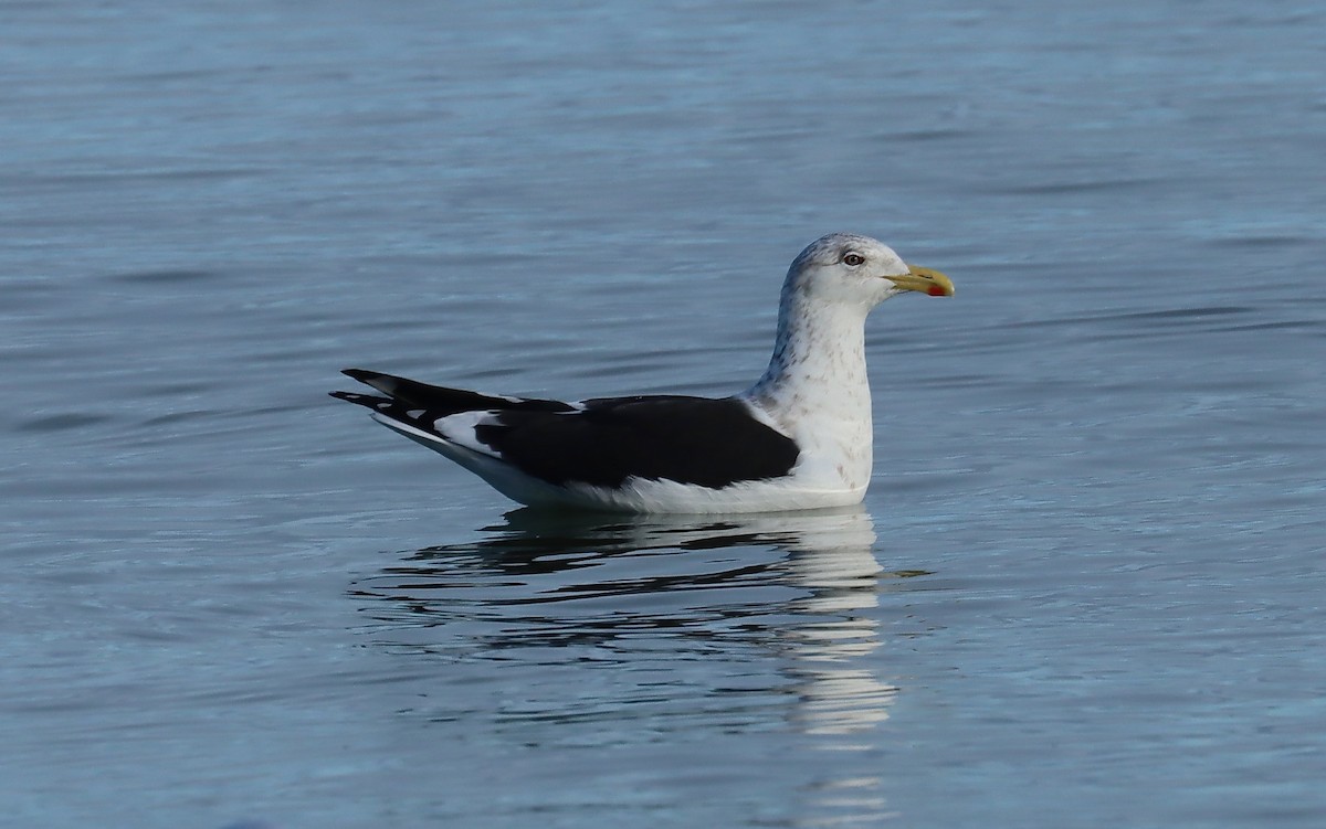 Dominikanermöwe - ML637452101