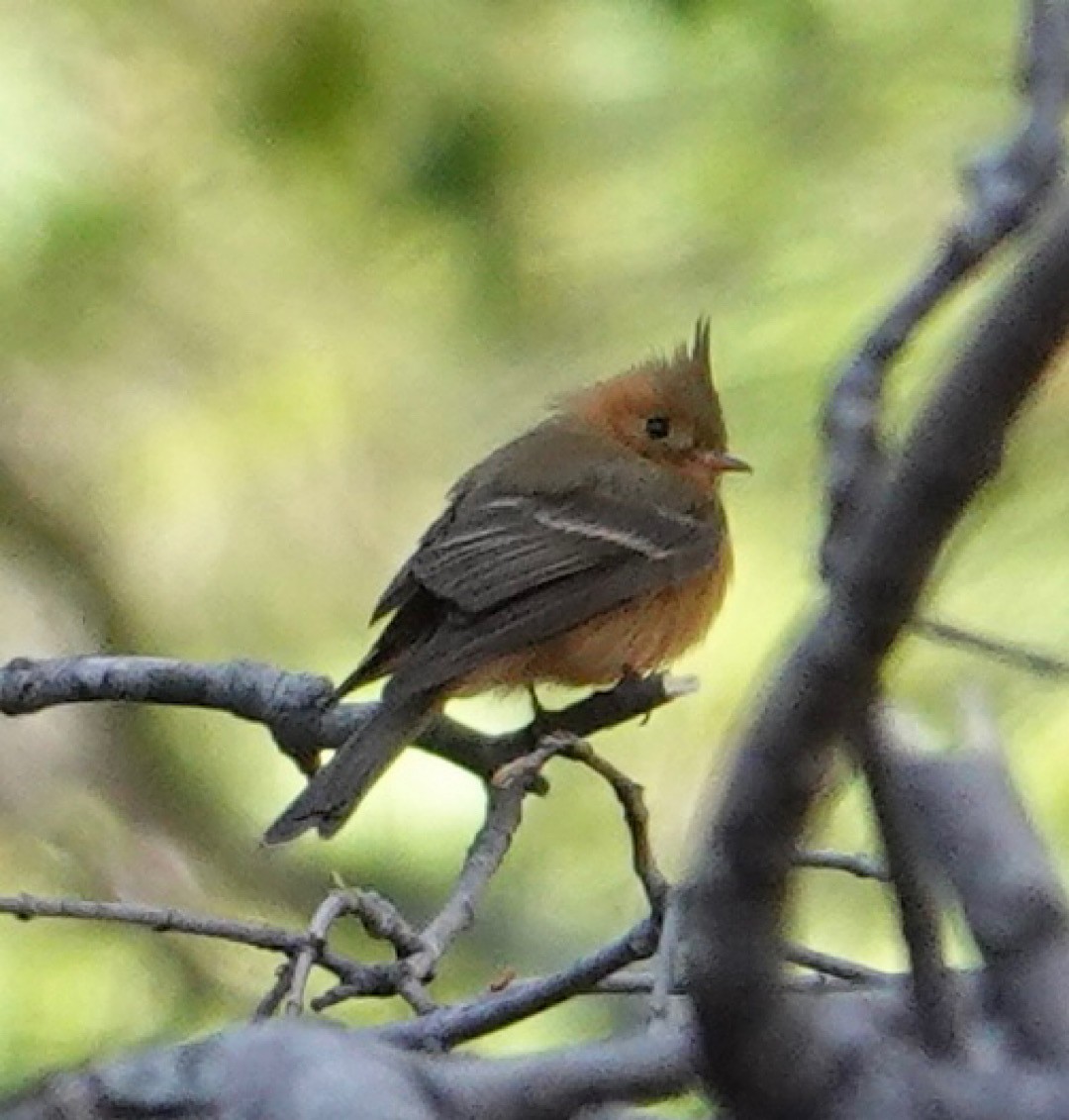 Tufted Flycatcher (Mexican) - ML637452126