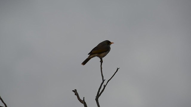 Yellow-throated Miner - ML637452130