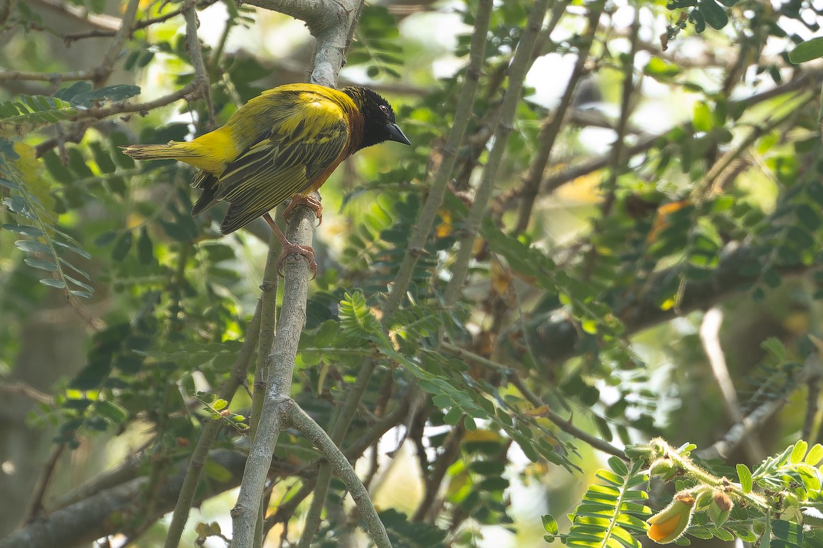 Golden-backed Weaver - ML637452139