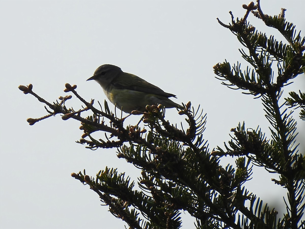 Tennessee Warbler - ML637452145