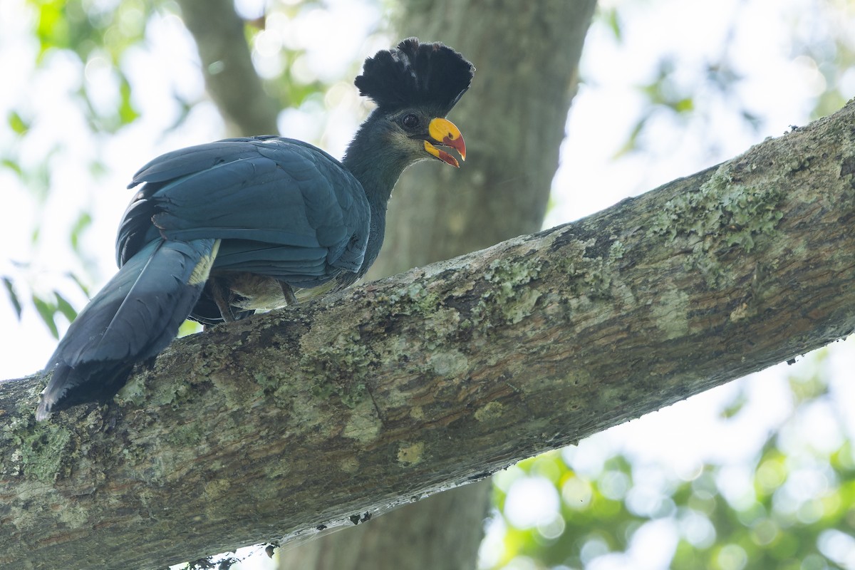 Great Blue Turaco - ML637452182