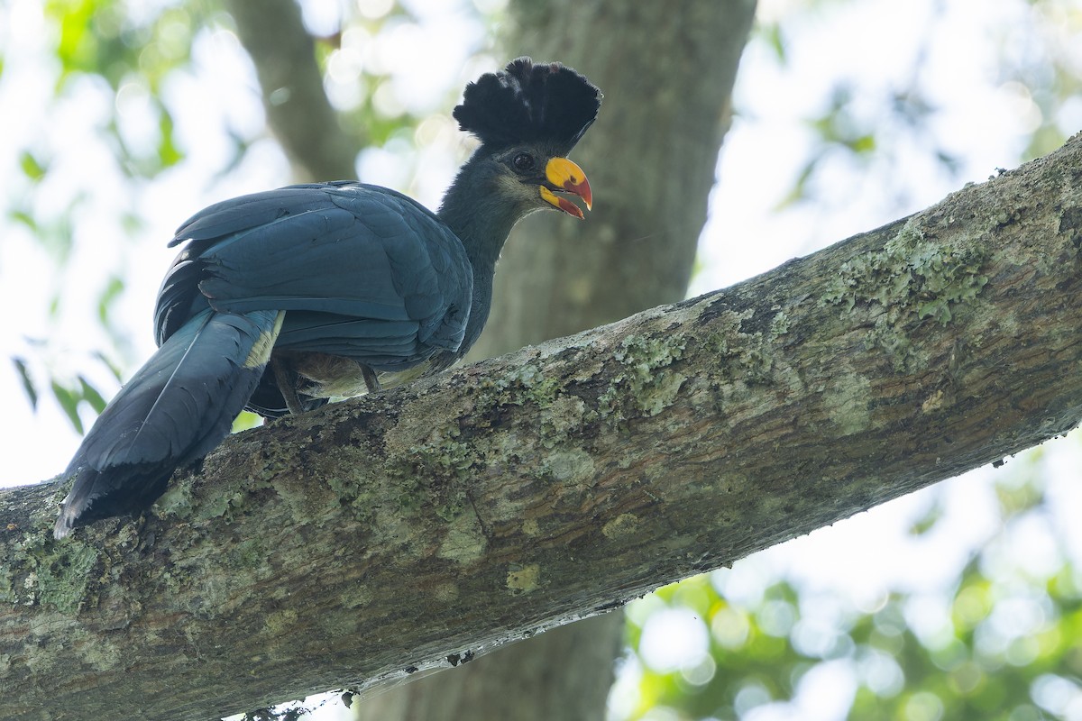 Great Blue Turaco - ML637452183