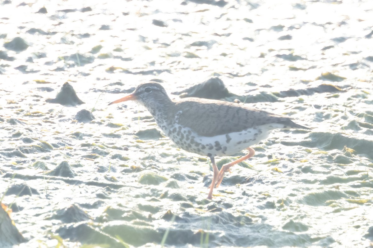 Spotted Sandpiper - ML637452184