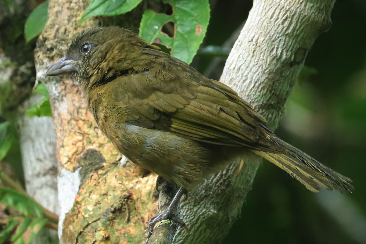 Ochre-breasted Tanager - ML637452201