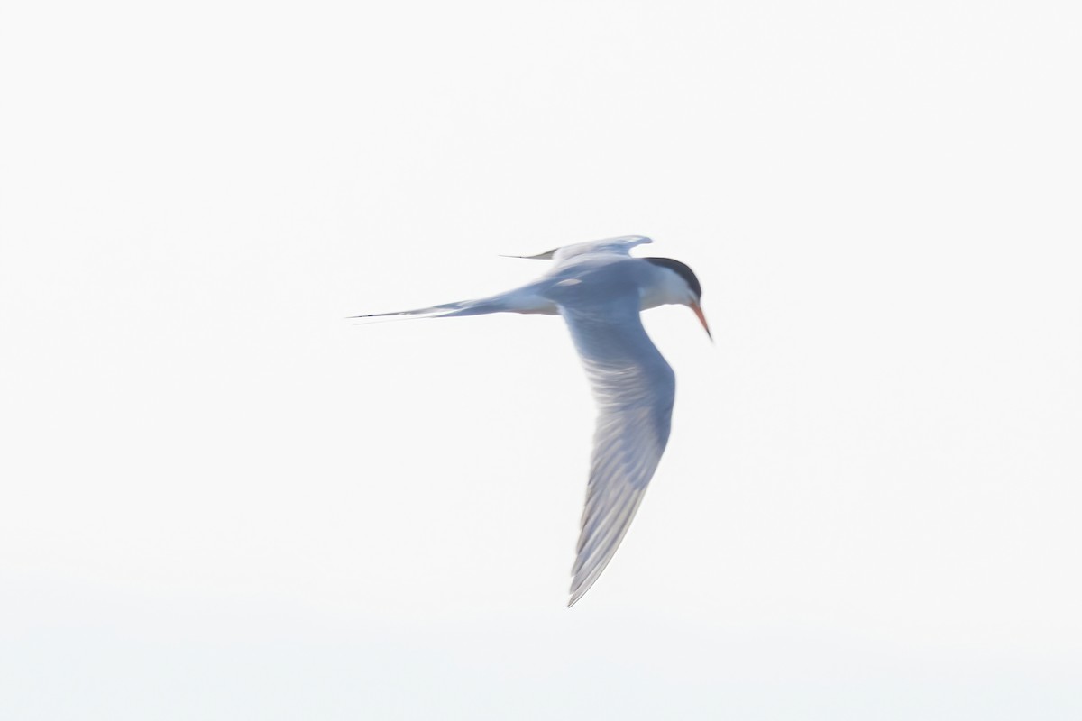 Forster's Tern - ML637452244