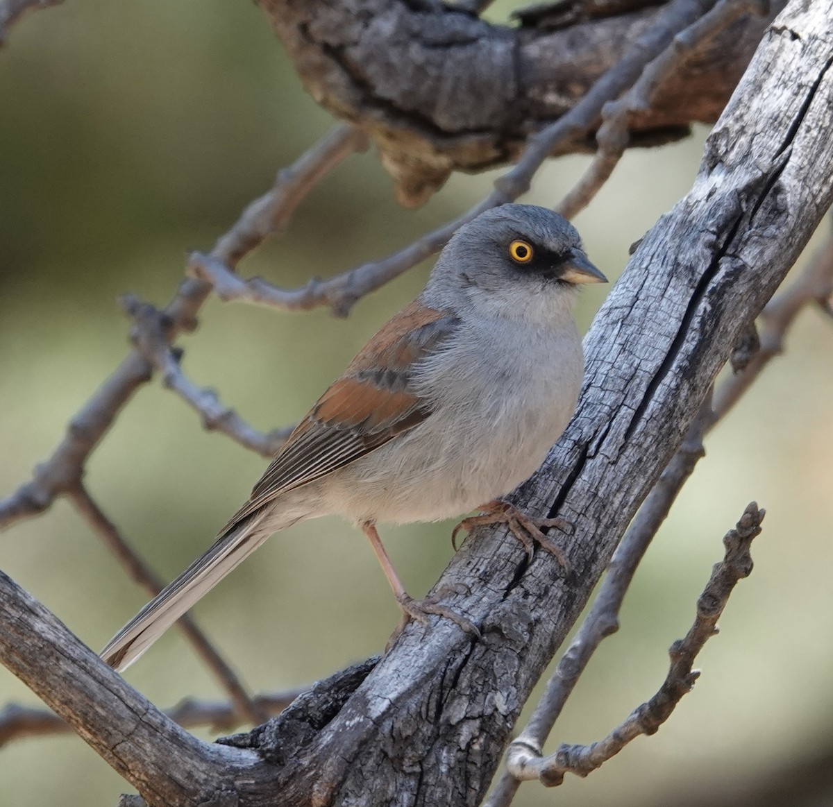 Yellow-eyed Junco - ML637452247