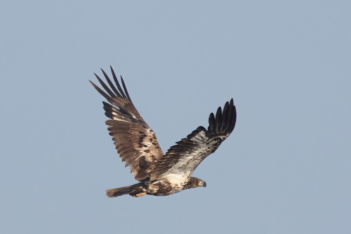 Bald Eagle - ML637452272