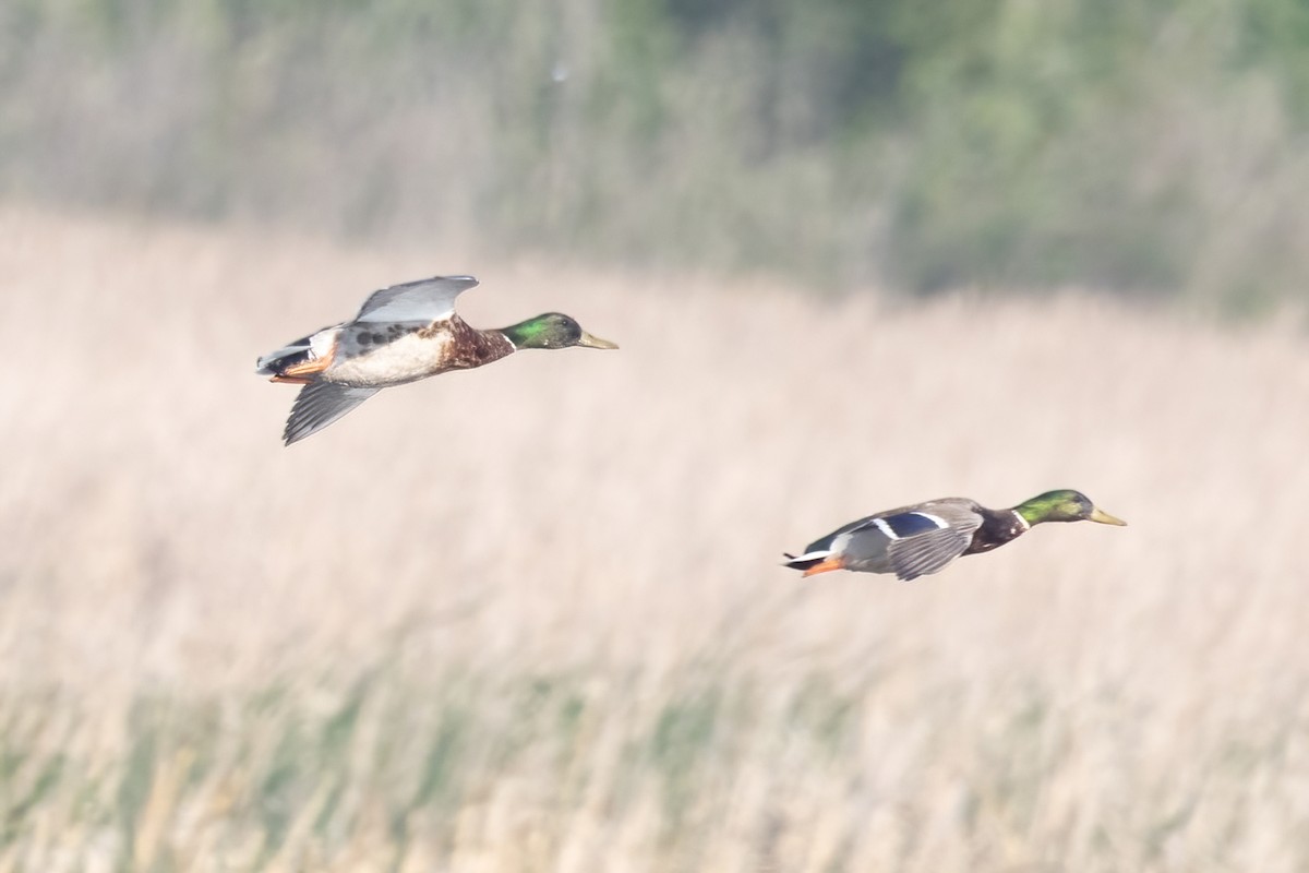 Mallard - ML637452274
