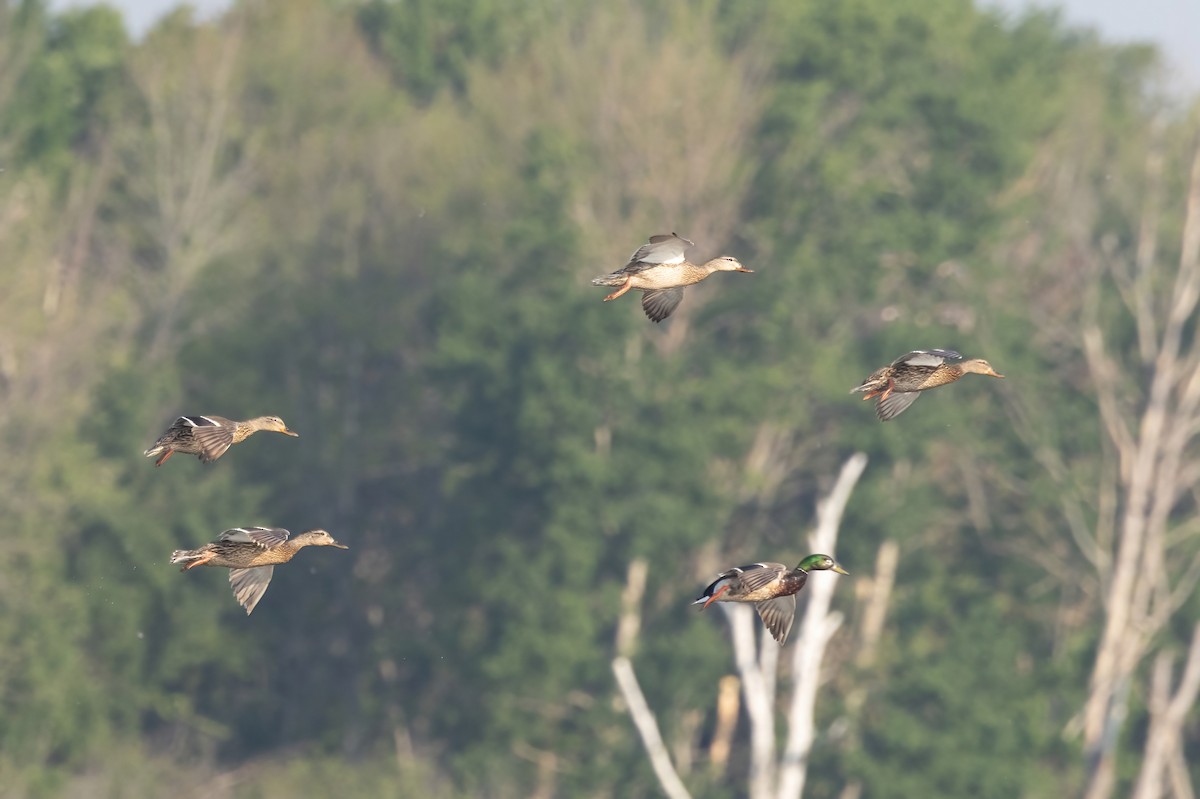 Mallard - ML637452275