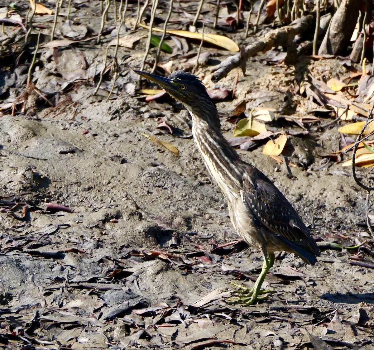 Striated Heron (Old World) - ML637452280