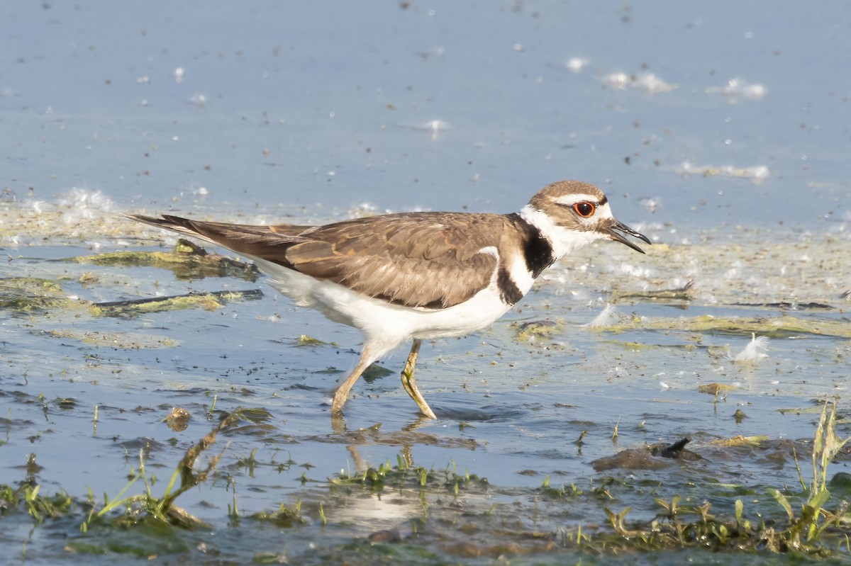 Killdeer - ML637452283