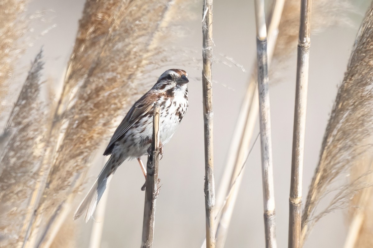 Song Sparrow - ML637452299