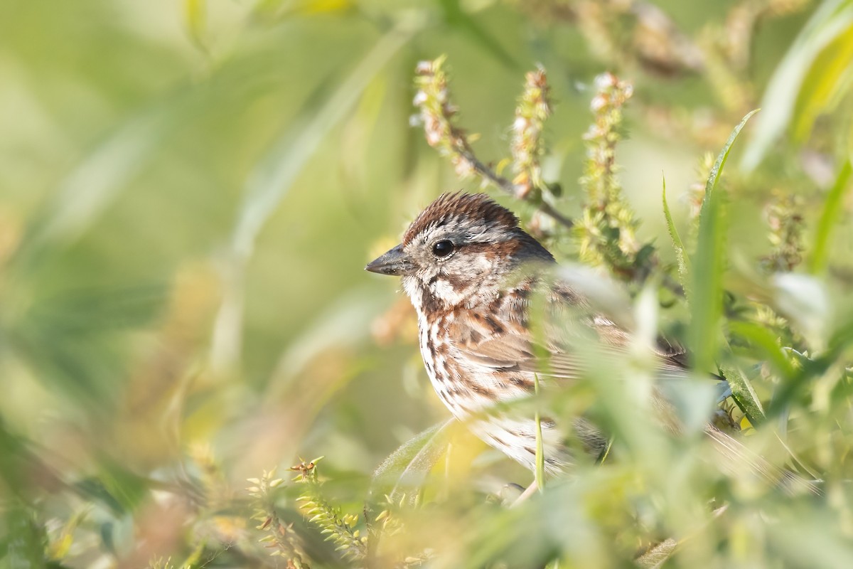 Song Sparrow - ML637452300