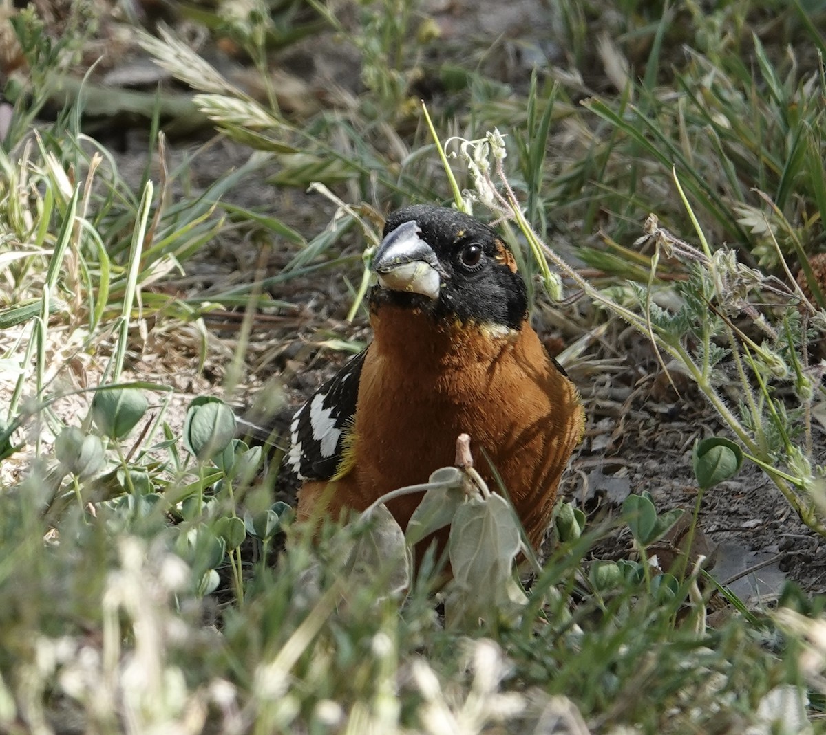 Black-headed Grosbeak - ML637452314