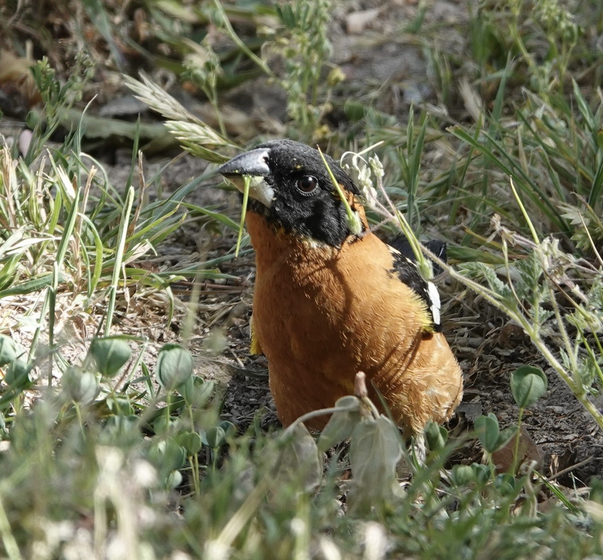 Black-headed Grosbeak - ML637452315