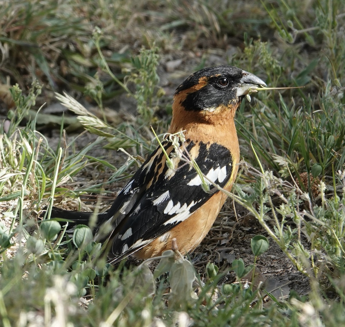 Black-headed Grosbeak - ML637452316