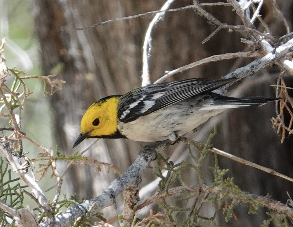 Hermit Warbler - ML637452318
