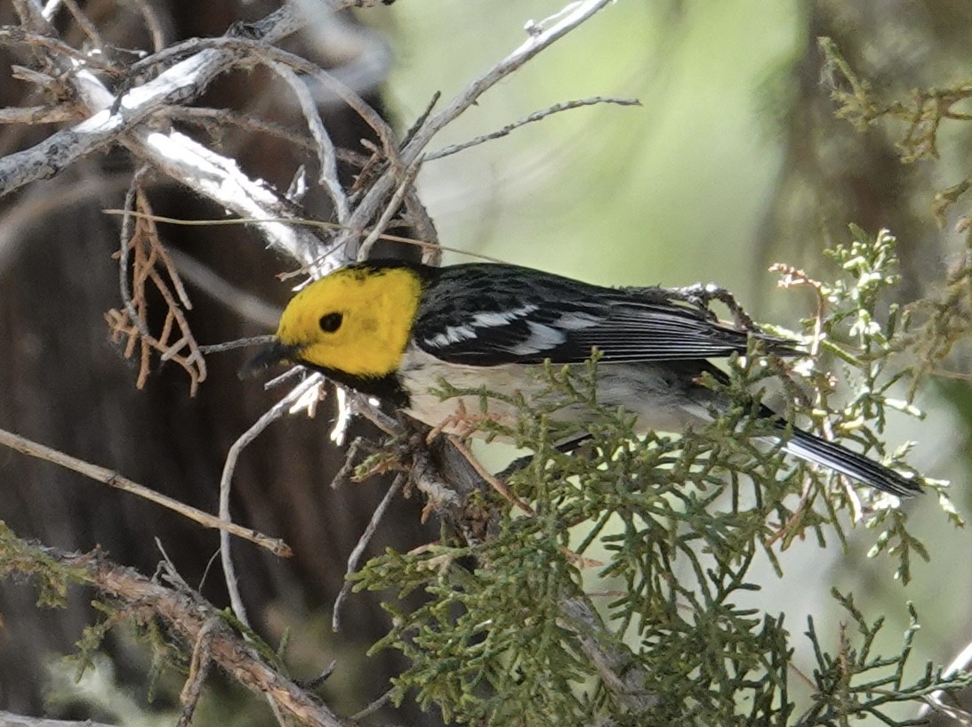 Hermit Warbler - ML637452319