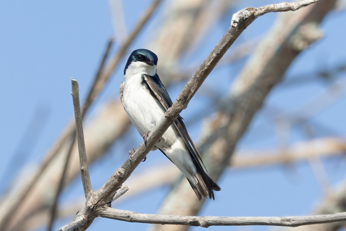 Tree Swallow - ML637452322