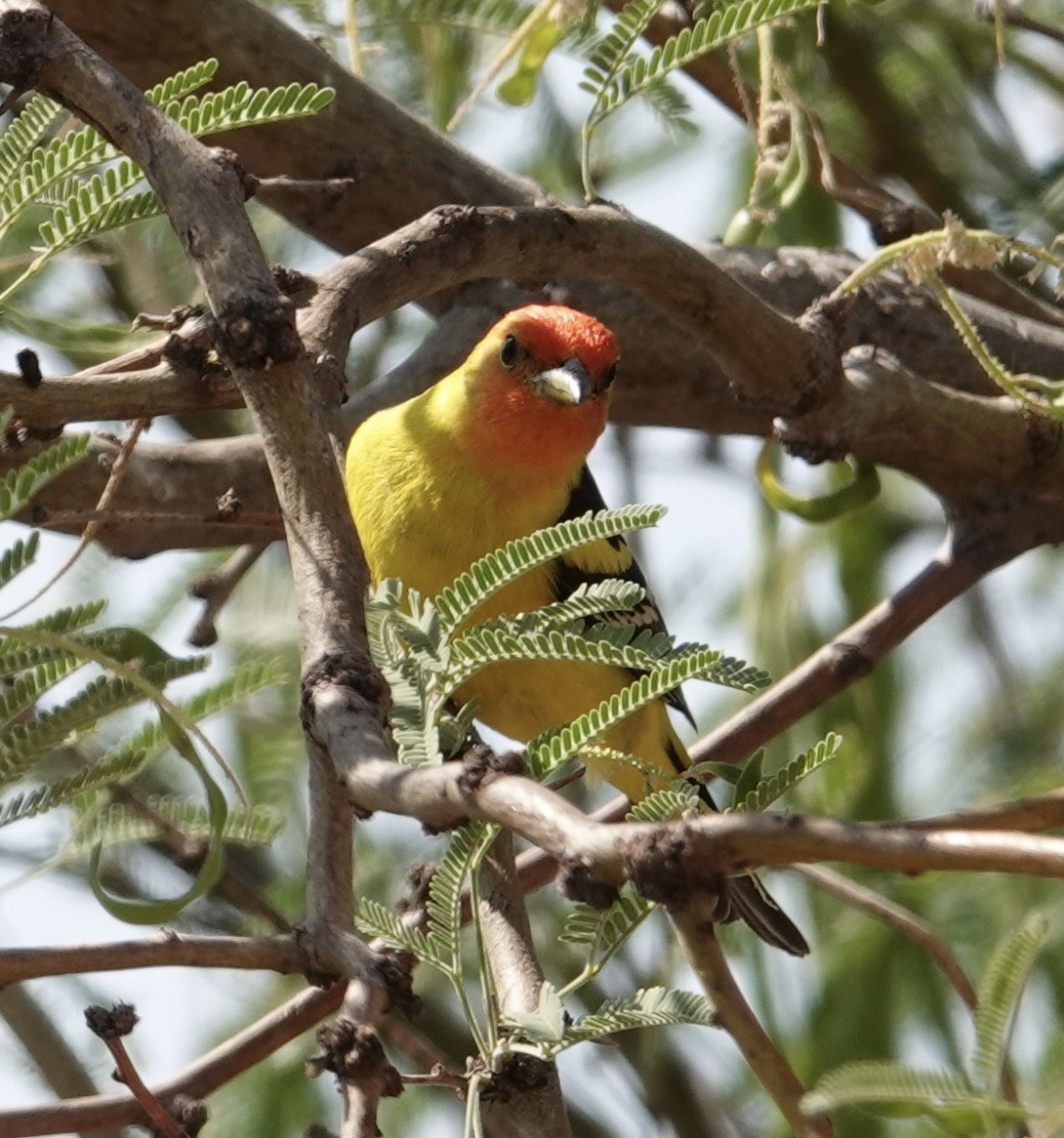 Western Tanager - ML637452344