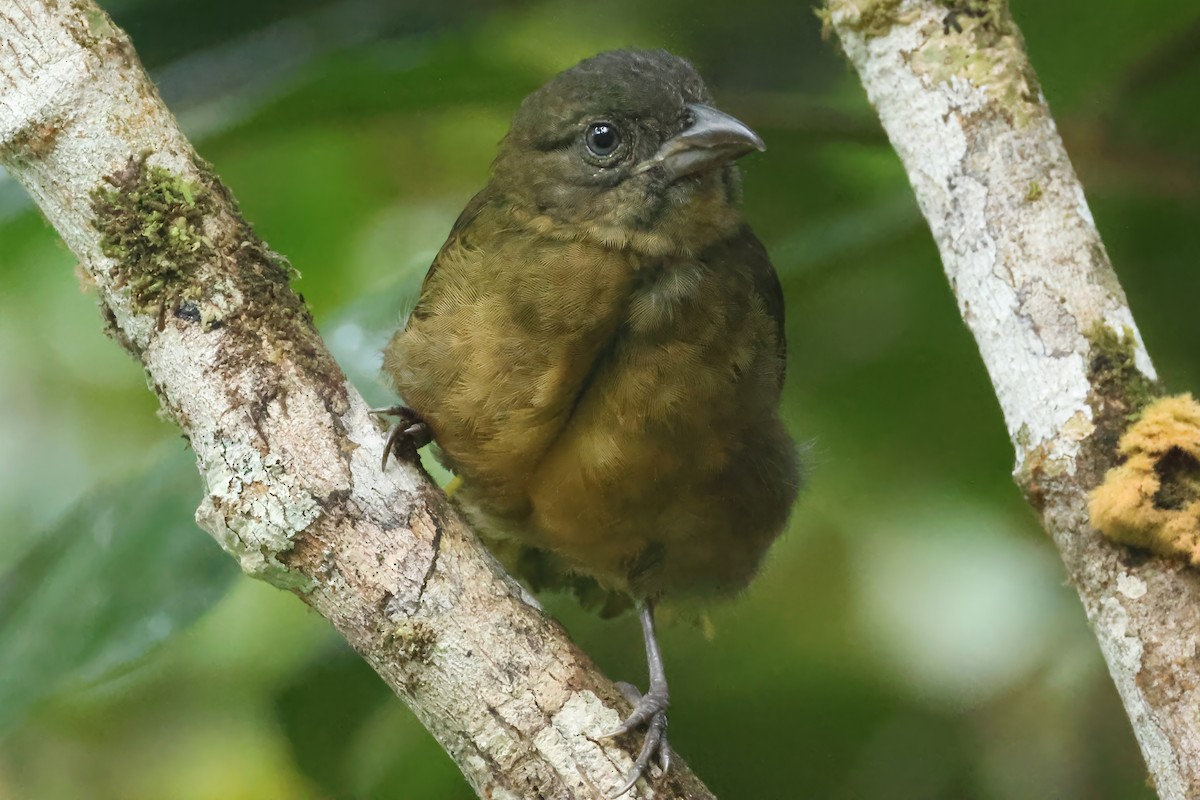 Ochre-breasted Tanager - ML637452368
