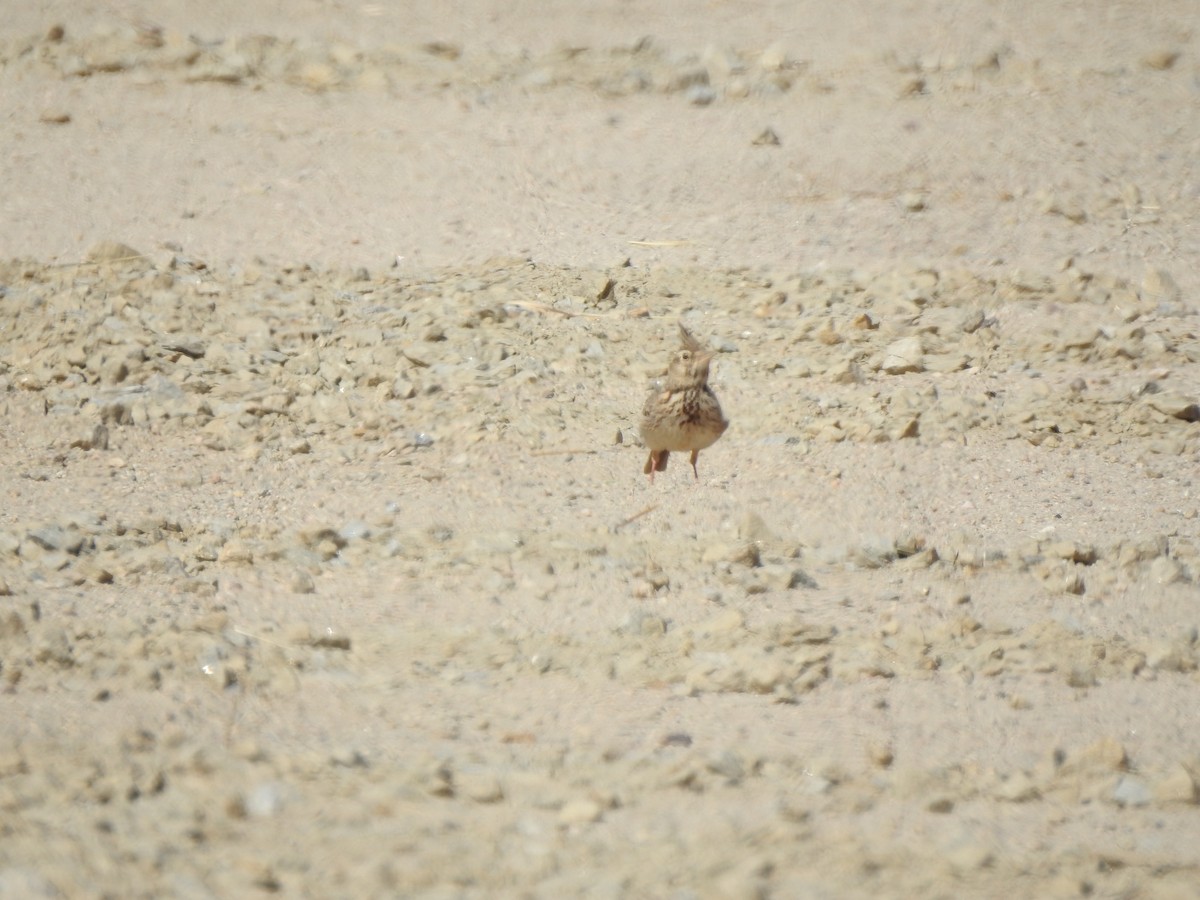 Thekla's/Crested Lark - ML637452375