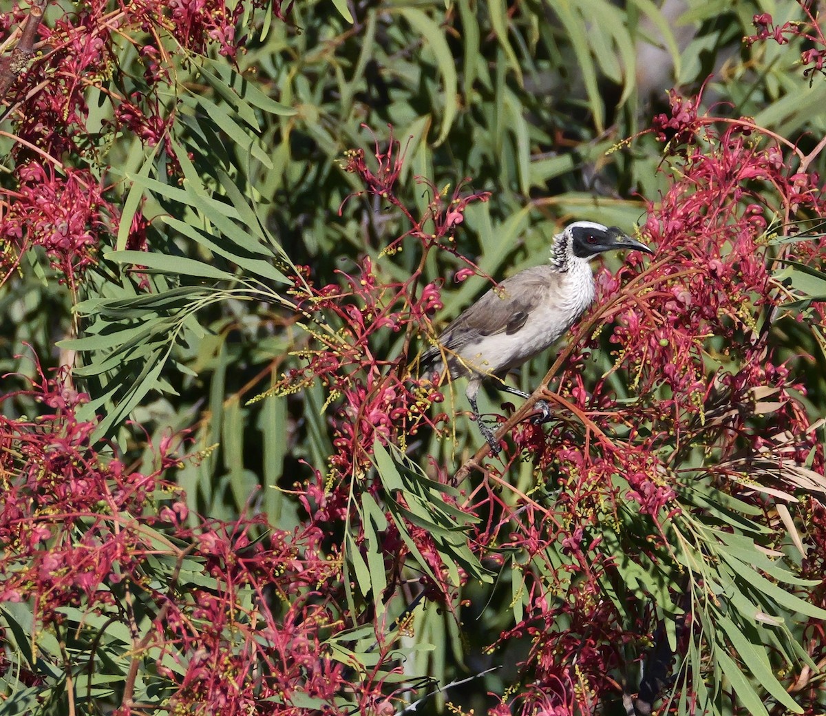 Silver-crowned Friarbird - ML637452544