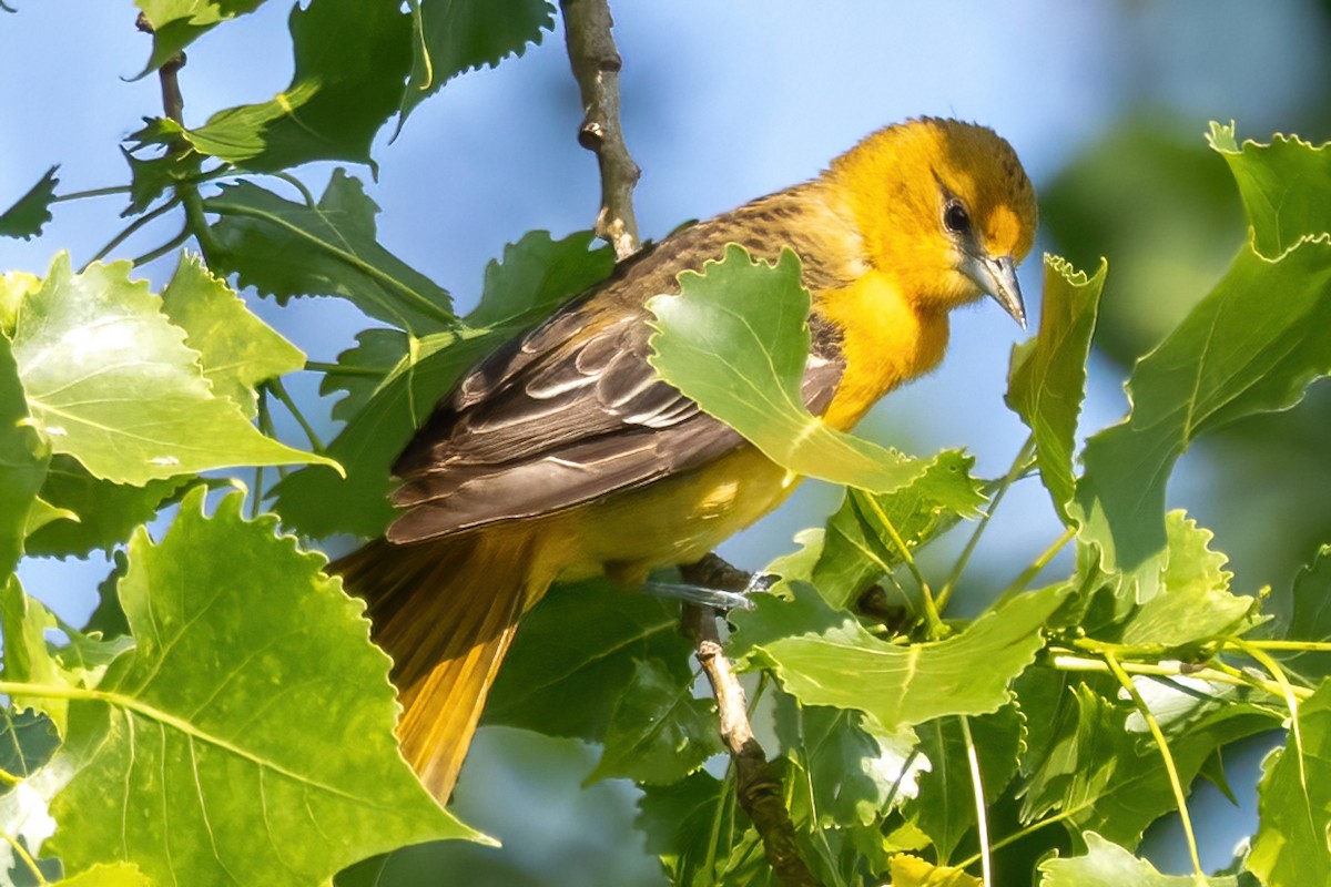 Baltimore Oriole - ML637452545