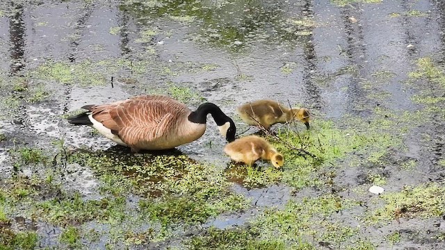 Canada Goose - ML637452555