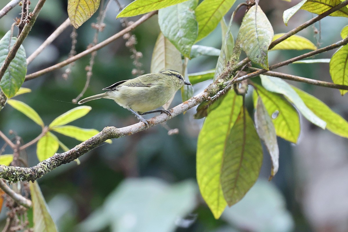 Mountain Leaf Warbler - ML637452670