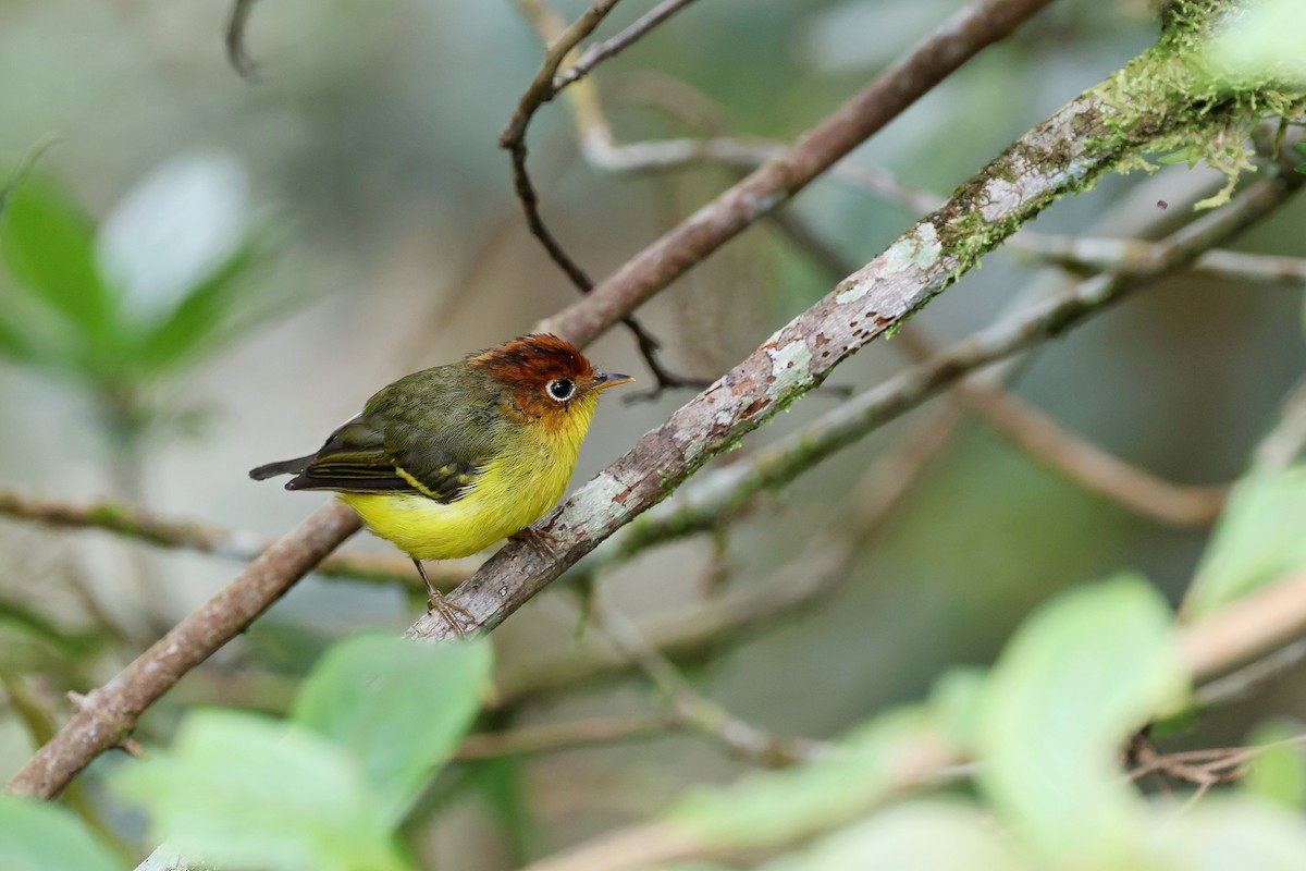 Yellow-breasted Warbler - ML637452672
